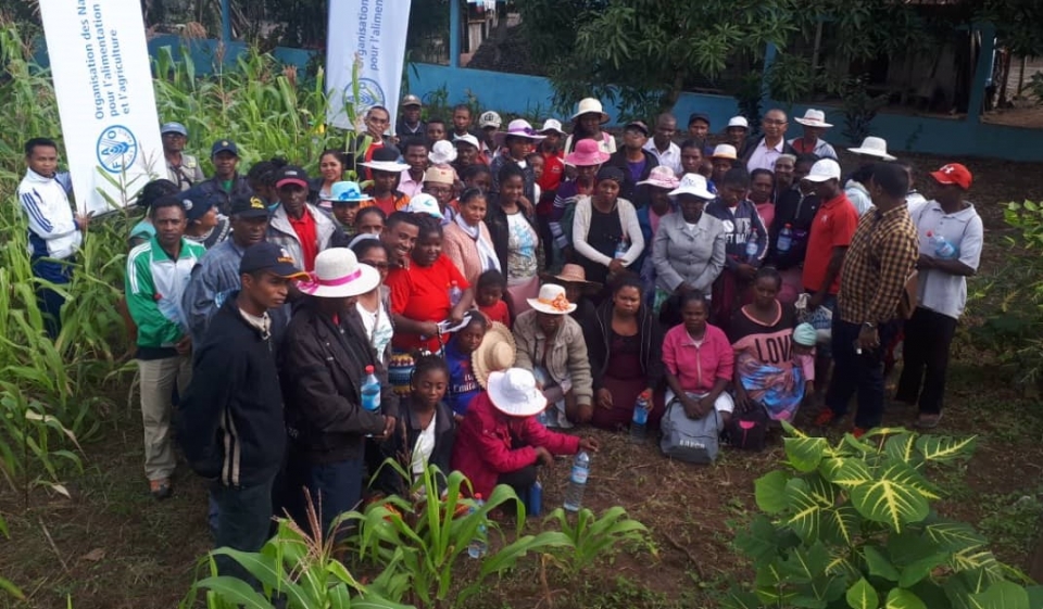 Introducing a sustainable management of Fall Armyworm in Madagascar through  Farmer Field Schools